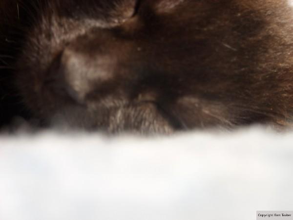 Sleeping Kitten by B Tasker