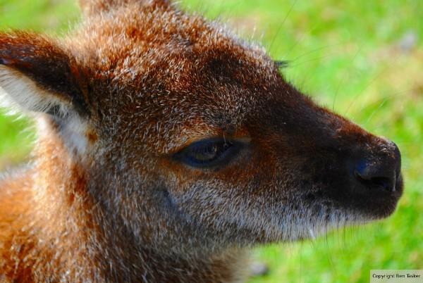 Wallaby Closeup by B Tasker