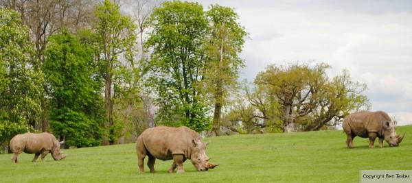 Grazing Rhinoceros by B Tasker
